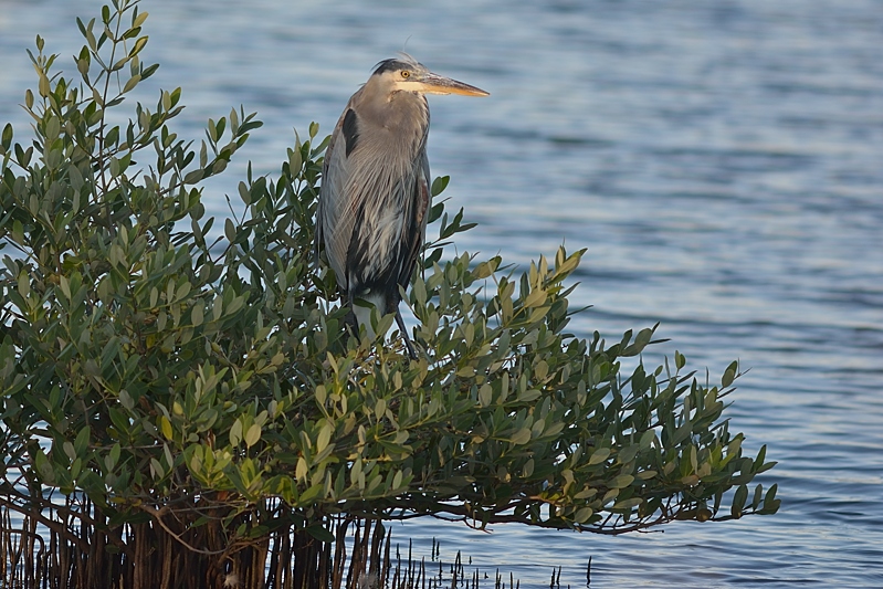 Amerikaanse Blauwe Reiger